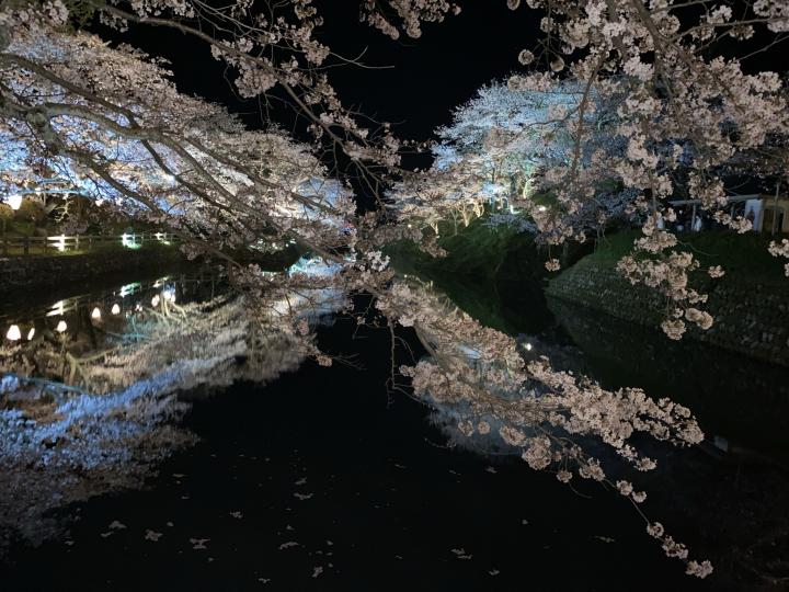 鳥取市鹿野町の桜